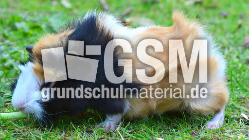 Meerschweinchen (6).jpg